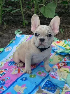 Photo №3. french bulldog puppies. Russian Federation