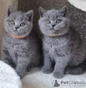 Photo №1. british shorthair - for sale in the city of Melville Cove | negotiated | Announcement № 104618