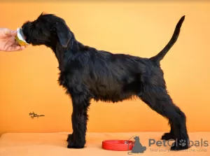 Additional photos: Giant Schnauzer Puppies