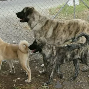 Photo №4. I will sell anatolian shepherd in the city of Munich. private announcement, breeder - price - Is free