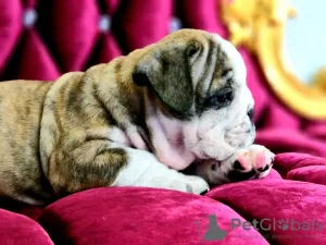 Photo №1. non-pedigree dogs - for sale in the city of Severodvinsk | 1080$ | Announcement № 11476