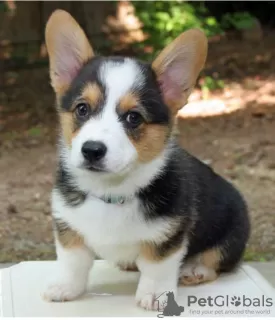 Photo №1. welsh corgi - for sale in the city of Градец-Кралове | negotiated | Announcement № 96477