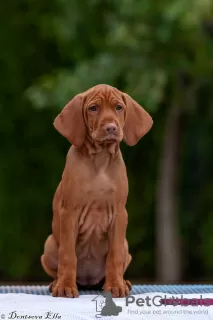 Photo №3. Hungarian Vizsla puppies. Belarus