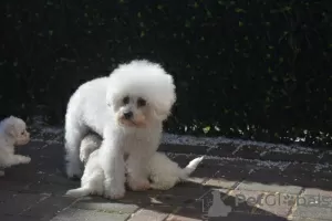 Additional photos: Kc Registered Bichon Frise Pups