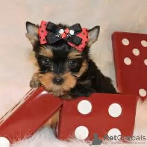 Photo №2 to announcement № 128412 for the sale of yorkshire terrier - buy in Finland breeder