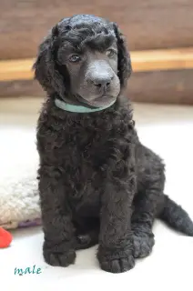 Additional photos: Great Poodle (white, black, silver)