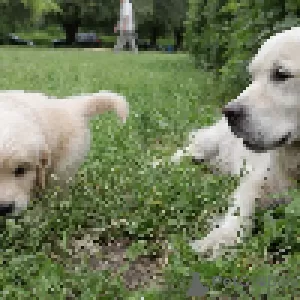 Additional photos: golden retriever puppies