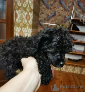 Photo №2 to announcement № 9800 for the sale of poodle (toy) - buy in Belarus from nursery, breeder