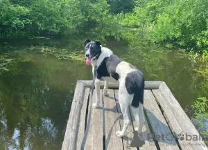 Additional photos: Bobbin-black ears. A bright, showy dog is looking for a home.