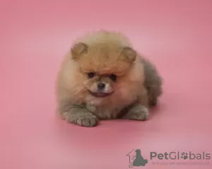 Photo №2 to announcement № 78170 for the sale of pomeranian - buy in Germany breeder