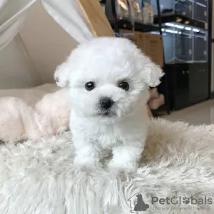 Photo №3. Maltese puppies. Portugal