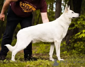 Additional photos: White short hair swiss shepherd