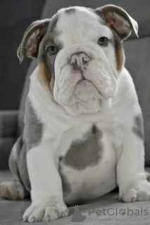 Additional photos: English bulldog puppies