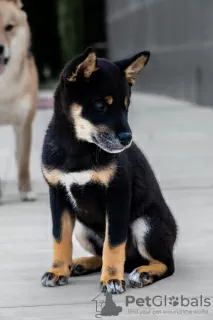 Additional photos: Black Shiba Inu Puppy (rare color)