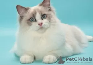 Photo №1. ragdoll - for sale in the city of Puurs-Sint-Amands | Is free | Announcement № 128218