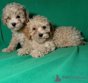 Additional photos: Real maltipu puppies (toy poodle). Boys.