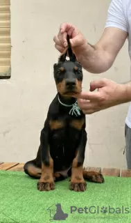 Additional photos: doberman puppies