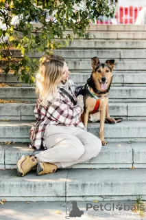 Additional photos: Mixed German Shepherd Count in good hands