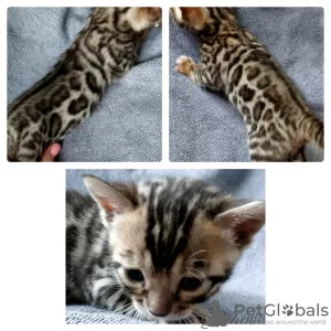 Additional photos: bengal kittens