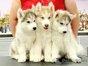 Additional photos: We offer for sale puppies of the Siberian Husky breed. From wonderful parents,