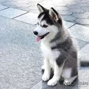 Photo №1. siberian husky - for sale in the city of Varna | negotiated | Announcement № 111777