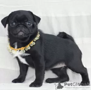 Photo №2 to announcement № 10387 for the sale of pug - buy in Ukraine 