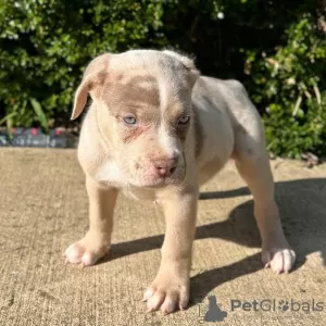 Photo №1. american bully - for sale in the city of Гамбург | 634$ | Announcement № 105795