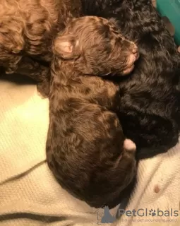 Additional photos: Our last stunning chocolate girl Toy poodle