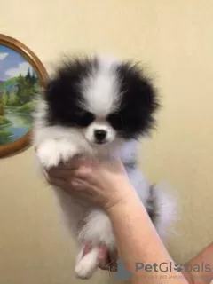 Additional photos: Lovely Teacup Pomeranian Puppies !!