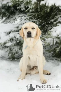 Additional photos: Labrador Retriever puppies