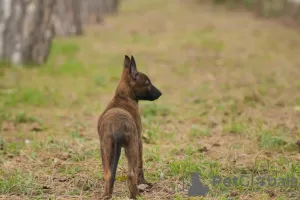 Additional photos: Dutch Shepherd puppies