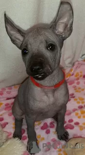 Additional photos: Xoloitzcuintle Puppy