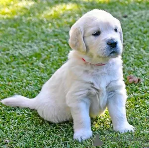 Photo №1. golden retriever - for sale in the city of Lübeck | 423$ | Announcement № 99510