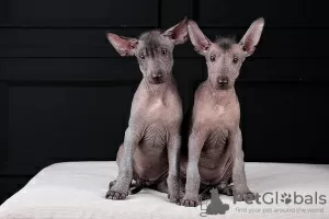 Photo №2 to announcement № 121650 for the sale of mexican hairless dog - buy in Croatia 