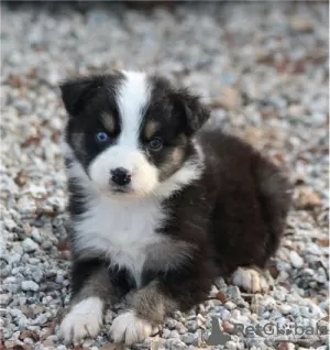 Photo №1. australian shepherd - for sale in the city of Viersen | negotiated | Announcement № 103094