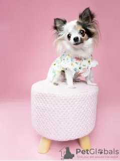 Photo №1. papillon dog - for sale in the city of Texas City | 400$ | Announcement № 105233