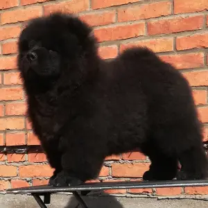 Photo №2 to announcement № 2049 for the sale of chow chow - buy in Russian Federation from nursery