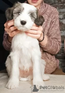 Additional photos: Tibetan Terrier puppies