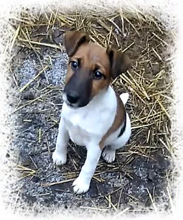 Additional photos: Puppies of a smooth-haired fox-terrier.