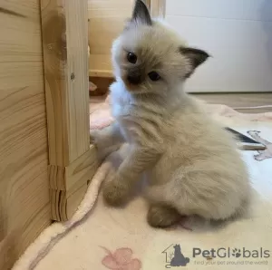 Photo №1. ragdoll - for sale in the city of Munich | 317$ | Announcement № 109684