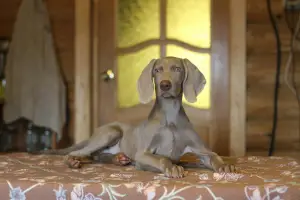 Photo №3. Weimaraner puppies.. Russian Federation