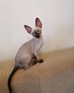 Photo №1. cornish rex - for sale in the city of Cheboksary | 407$ | Announcement № 4729