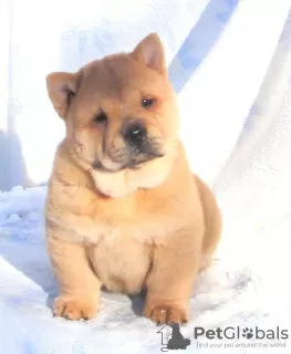 Additional photos: chow-chow puppy