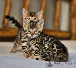 Photo №1. bengal cat - for sale in the city of Рёттенбах | 471$ | Announcement № 130255