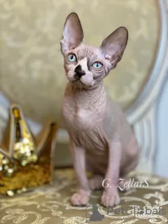 Photo №1. sphynx-katze - for sale in the city of New York | negotiated | Announcement № 10749