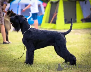 Additional photos: Giant black schnauzer puppies