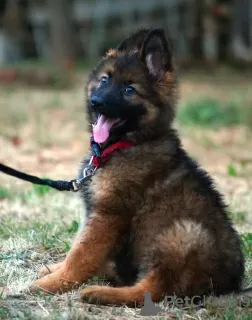 Additional photos: Beautiful dsh German Shepherd puppies.