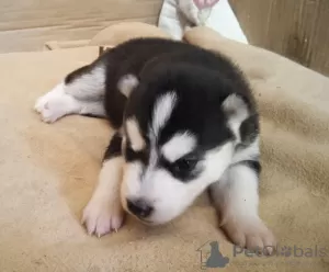 Additional photos: Husky babies