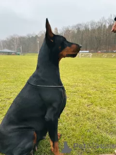 Additional photos: Doberman FCI