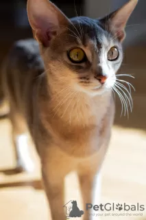 Additional photos: Purebred Abyssinian kitty with fresh blood lines for breeding (WCF)